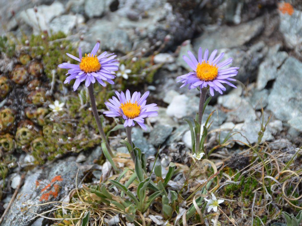 Aster alpinus / Astro alpino